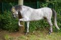  Le Maroc fete son Moussem a Evry-Bondoufle  - Les chevaux marocains Les Chevaux Marocains 088